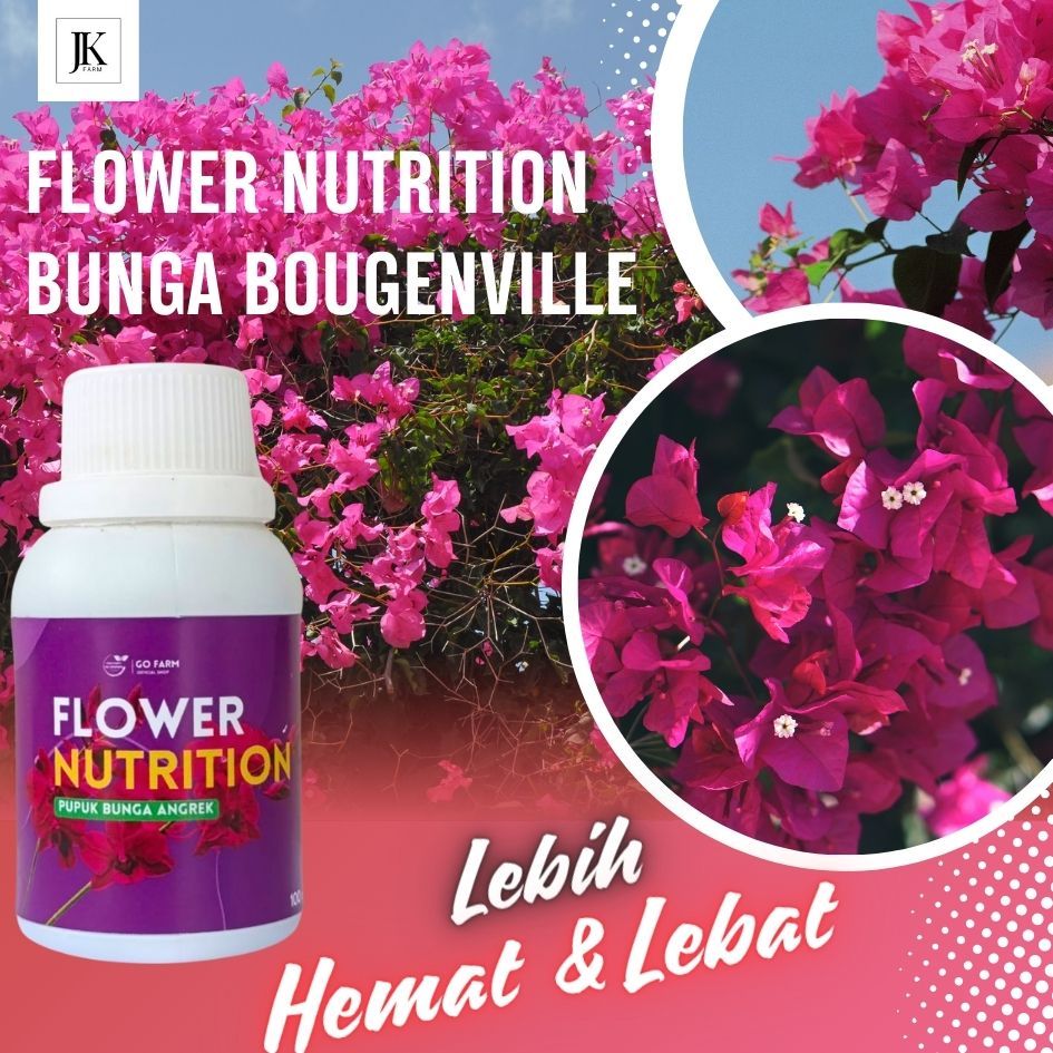 Pupuk Bunga Bougenville Organik Pupuk Bunga Bougenville Yang Bagus