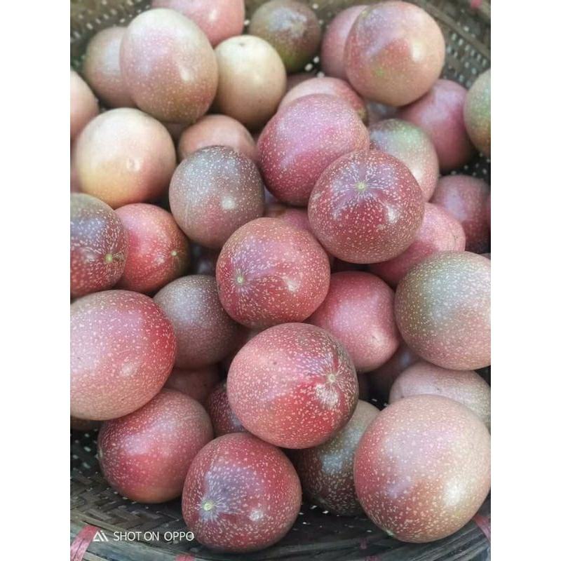 

BUAH MARKISA MERAH 1 kg ( Ready setiap hari )