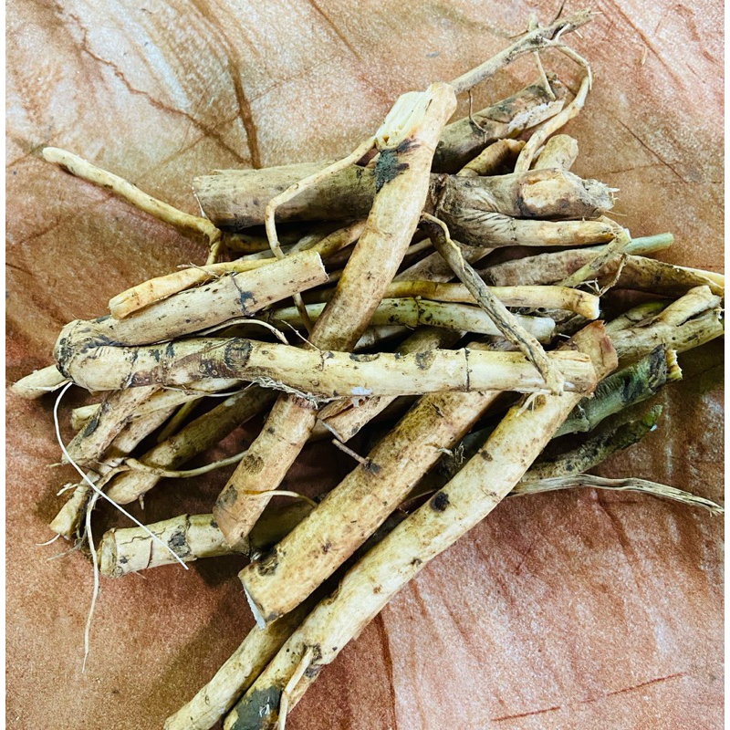 

Akar sangitan segar 500 gram fresh-az