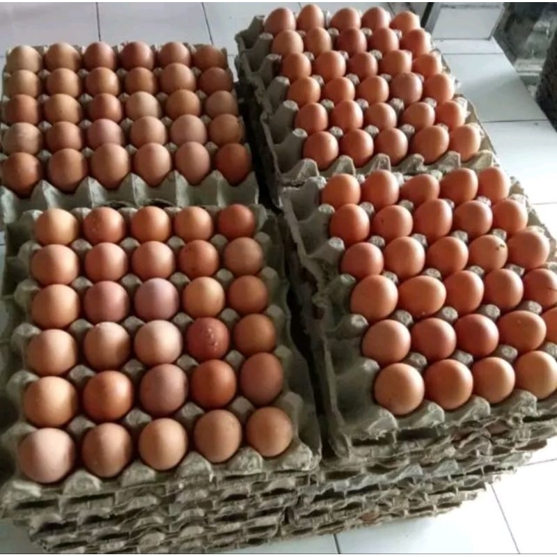 

Telur Ayam Eropa Sedang Sembako Murah