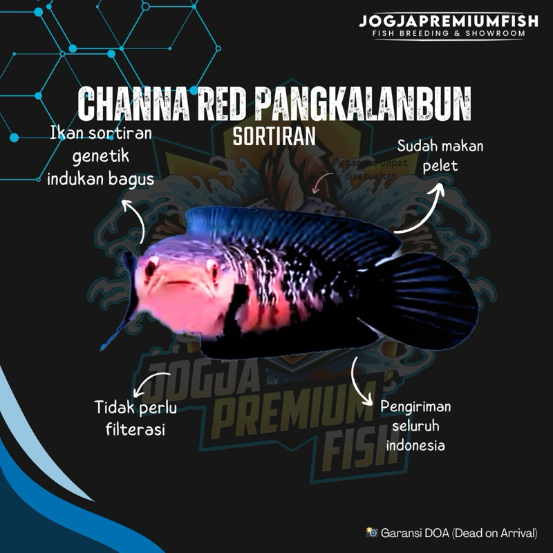 

STIKER RED PANGKALANBUN