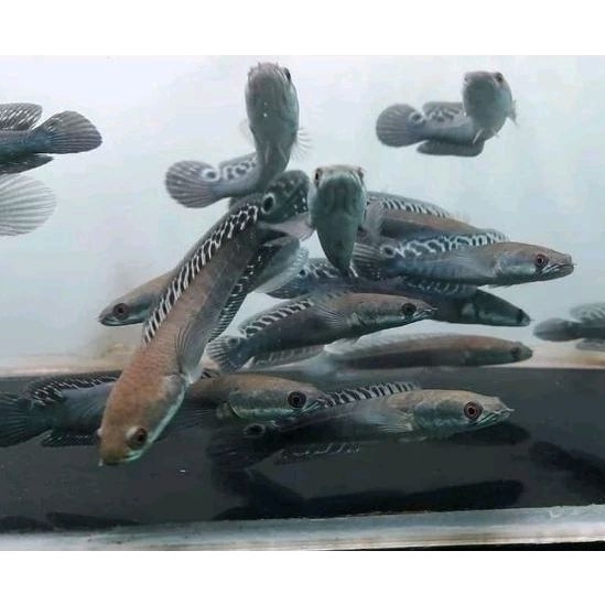 Batik/ys/maru yellowsentarum/YSL 4-16 sortiran