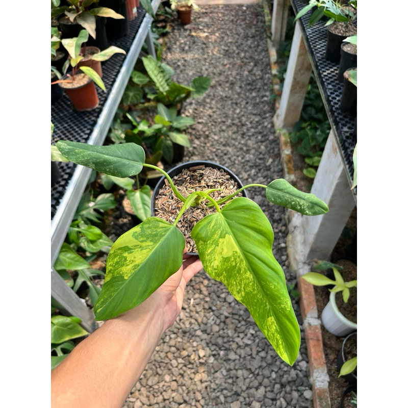 philodendron domesticum varigata