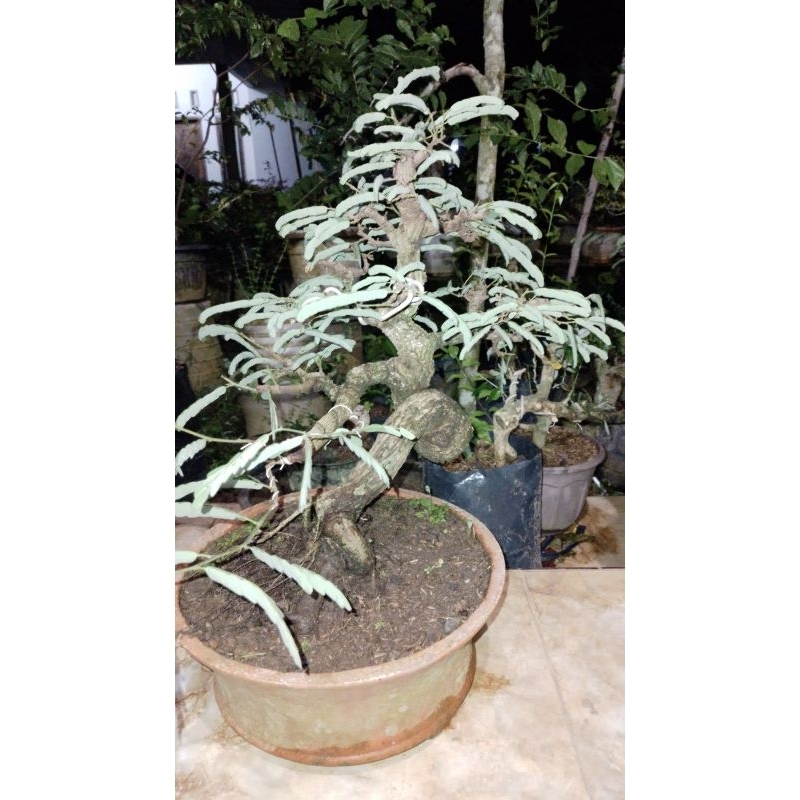 

bonsai asem