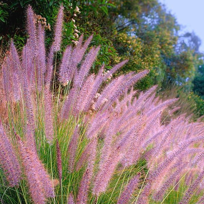 Bibit Benih Purple Feather Pennisetum Grass (100 Butir)