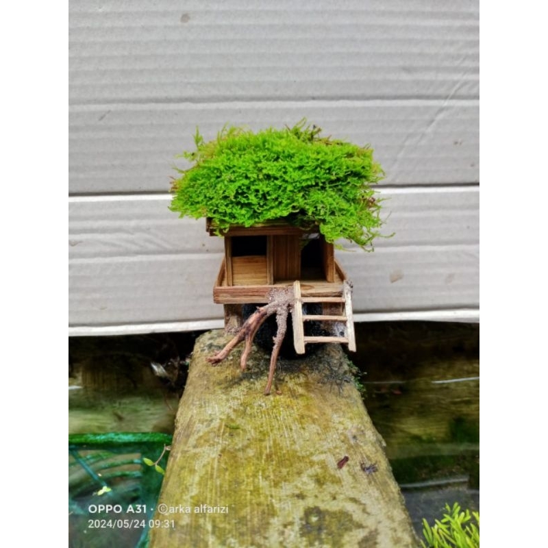 miniatur rumah  hiasan aquarium tanaman aquascape