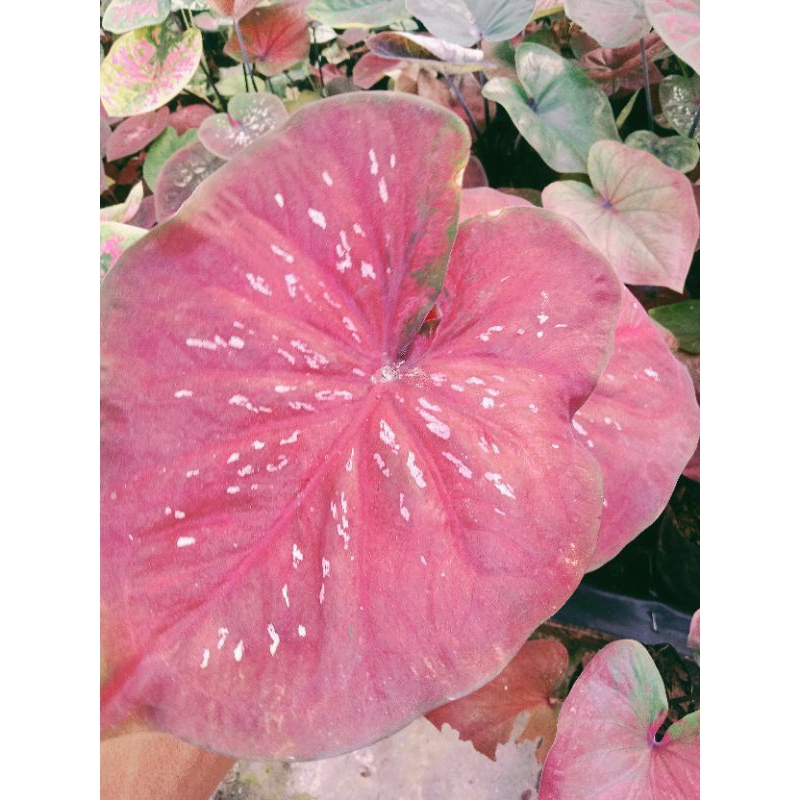 keladi Hybrid Cantik warna merah berkarakter totol