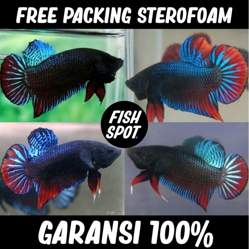 PLAKAT BAGAN / ADUAN
