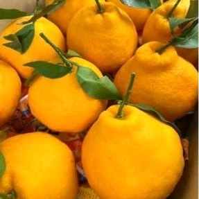 

JERUK SUMO, JERUK SULTAN/kg manis buah fresh