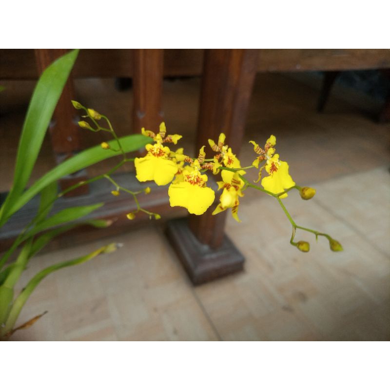 anggrek oncidium golden shower