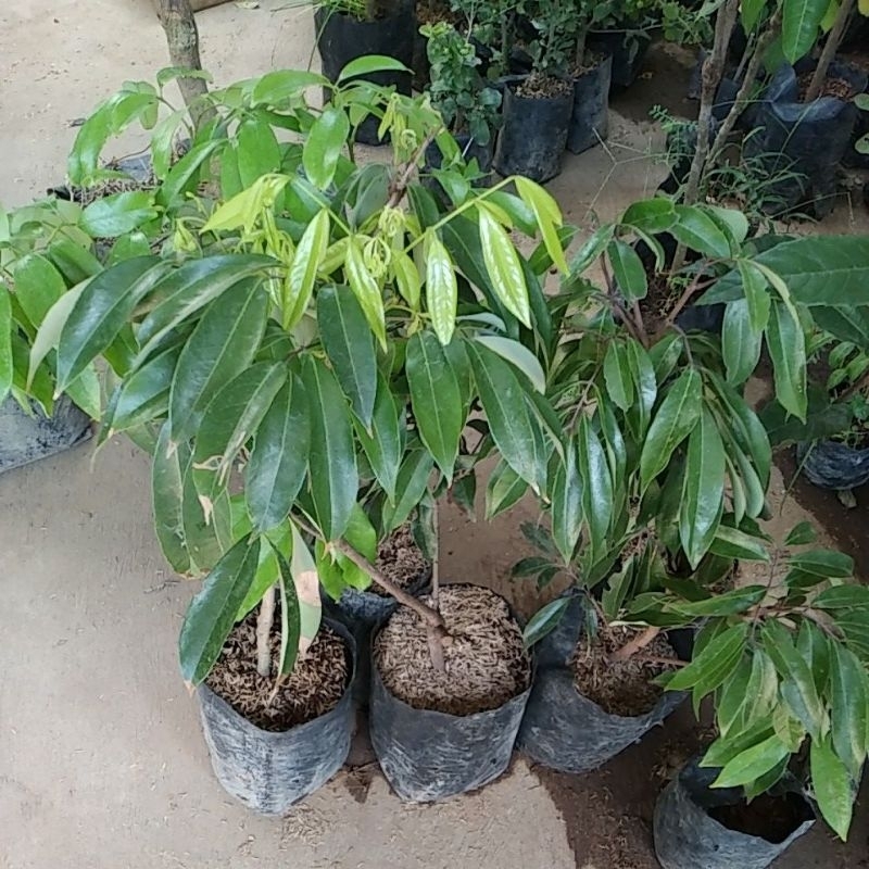 Bibit Leci Merah Unggul Batang Besar