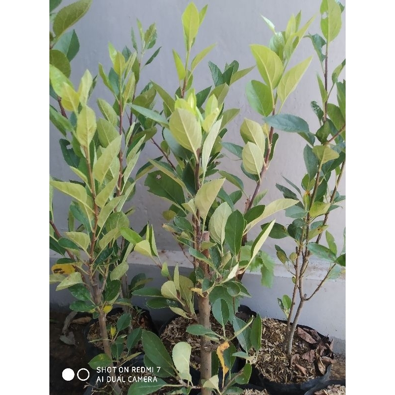 Bibit Apel Fuji Merah Unggul Rimbun Batang Besar