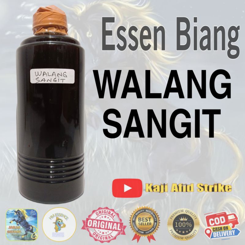 Essen biang Walang Sangit(Akar) murni