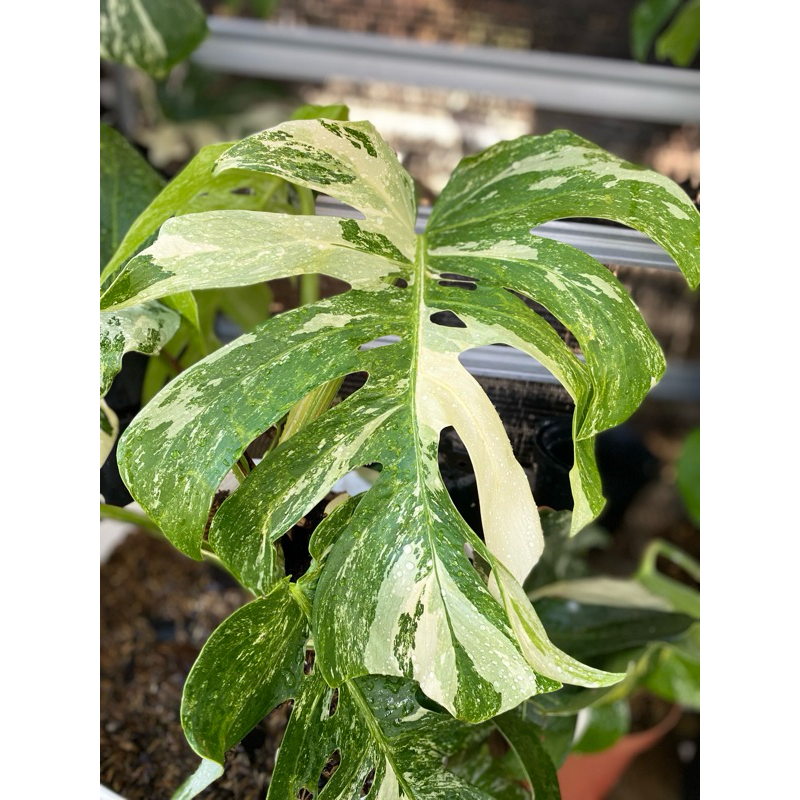 Tanaman monstera Variegata