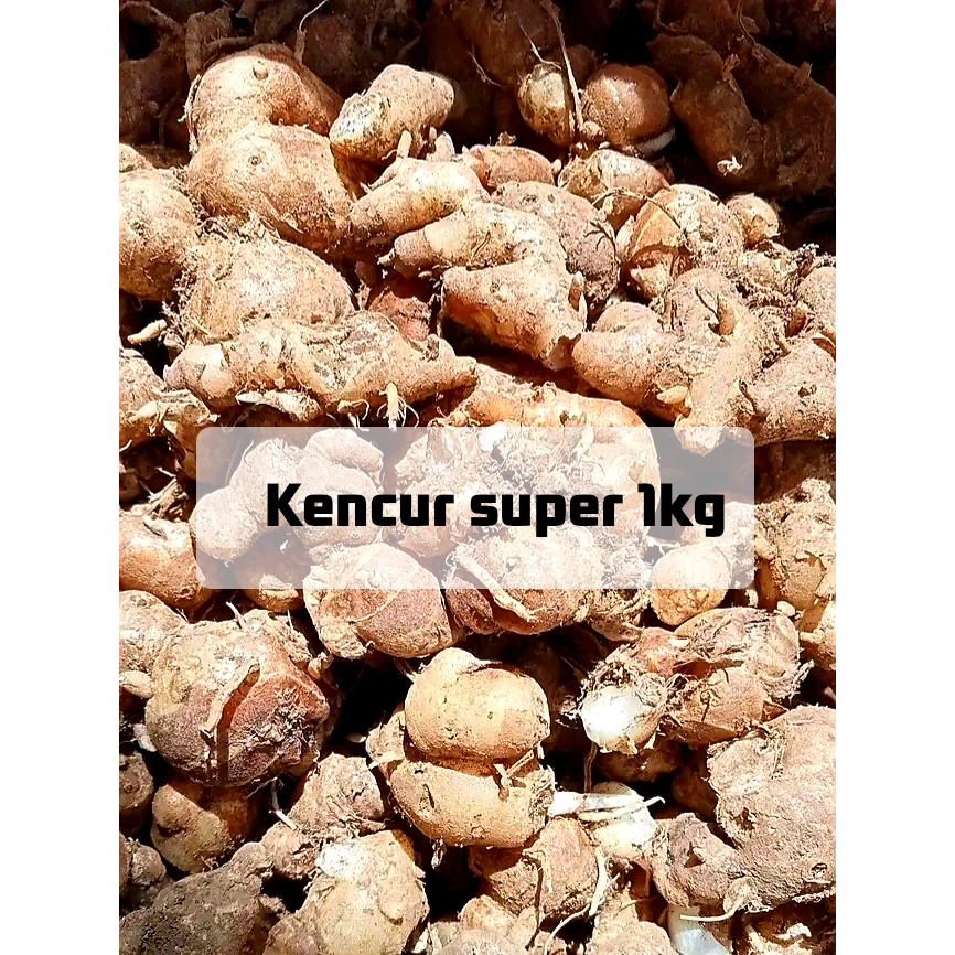 

Kencur super 1kg rempah rempah bahan masak asli garut