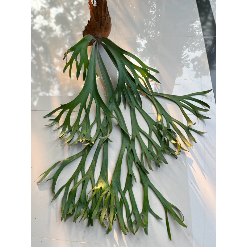 Platycerium Willinckii jumbo