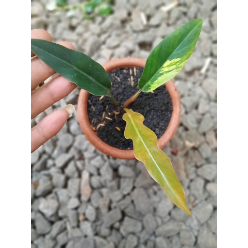 caramel marbel varigata