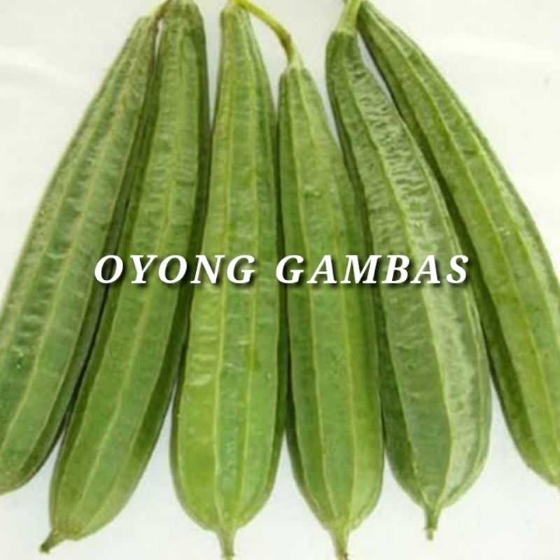 (50 gram) benih oyong gambas/oyong gambas panjang