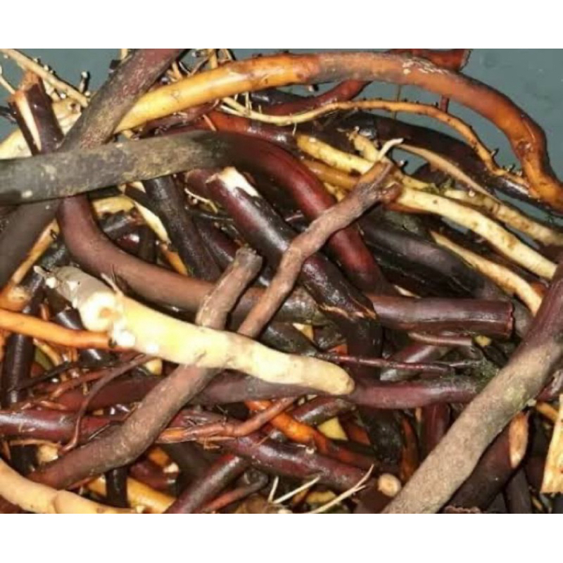 

Akar pohon kelapa segar akar kelapa segar 250 gram-az