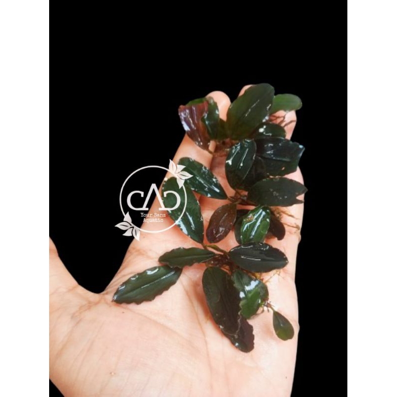 Bucephalandra Brownie Neo