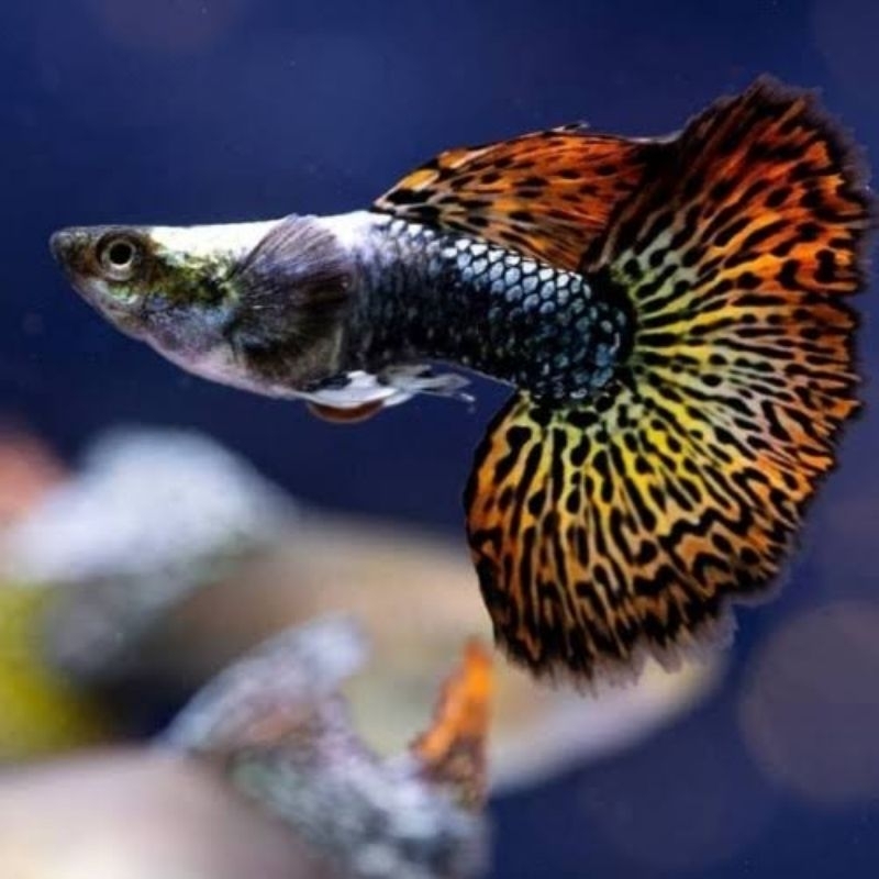 

guppy red dragon big ear