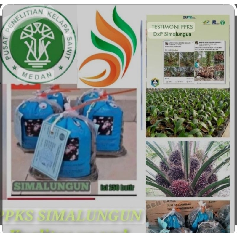 Ready Bibit Benih kecambah kelapa sawit PPKS SIMALUNGUN