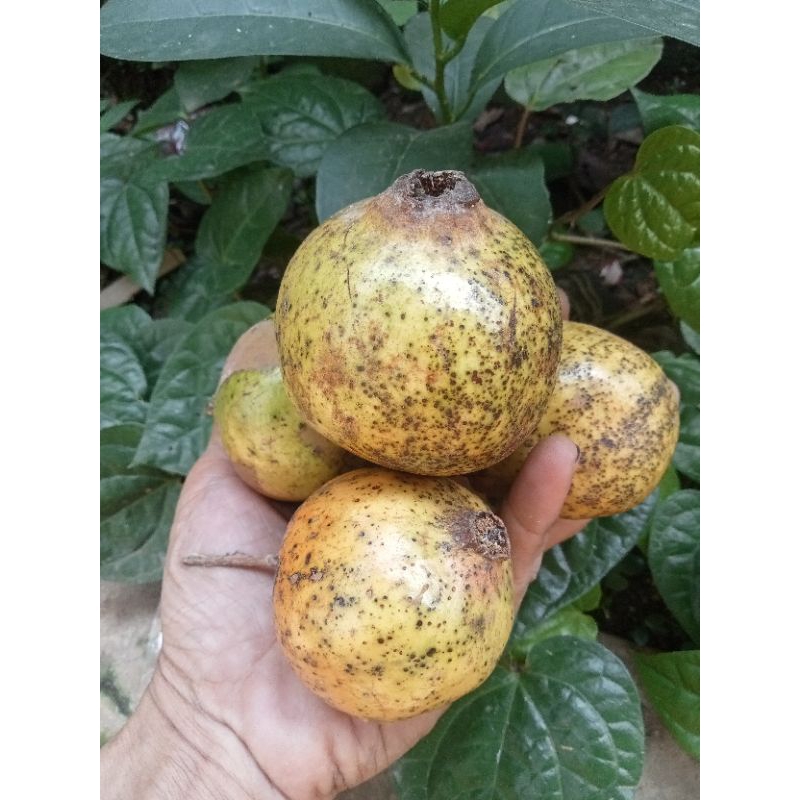 

buah delima lokal langsung petik 500 gram