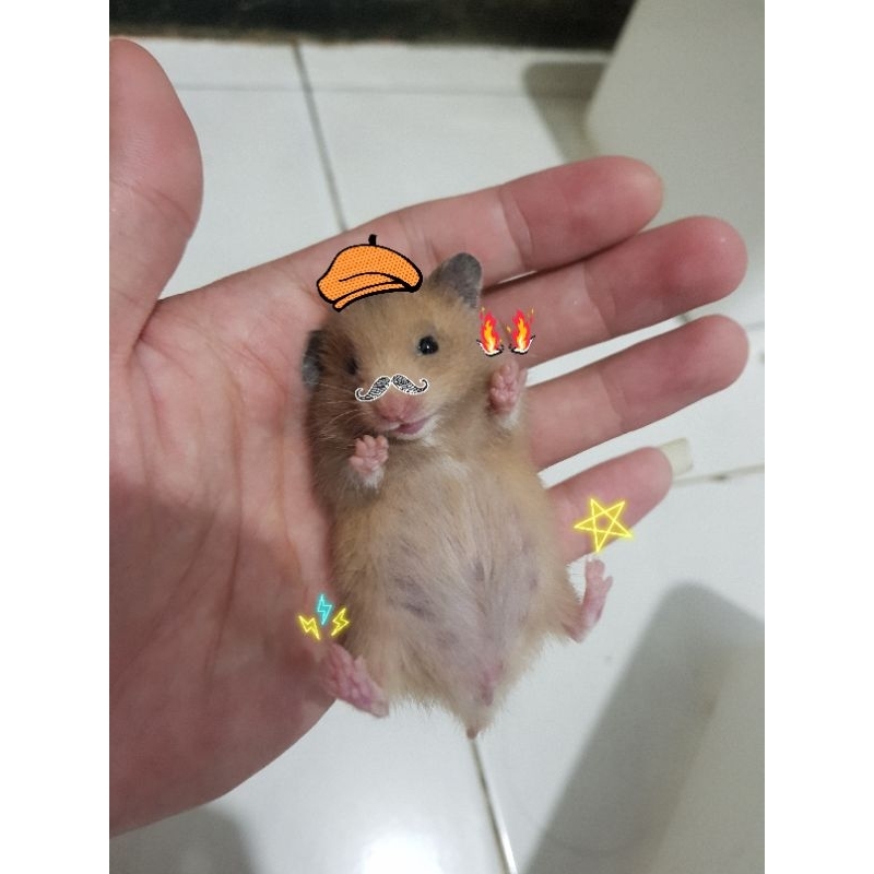 hamster syrian shorthair short hair sh