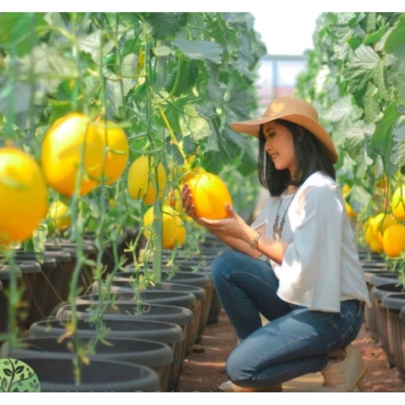 50 Benih Bibit Biji Melon GOLDEN MY LOVE F1, import ORI Hibrida Seeds Super Manis
