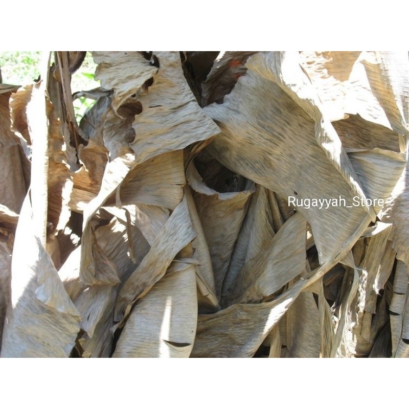 DAUN PISANG KERING UNTUK PUPUK KOMPOS ORGANIK