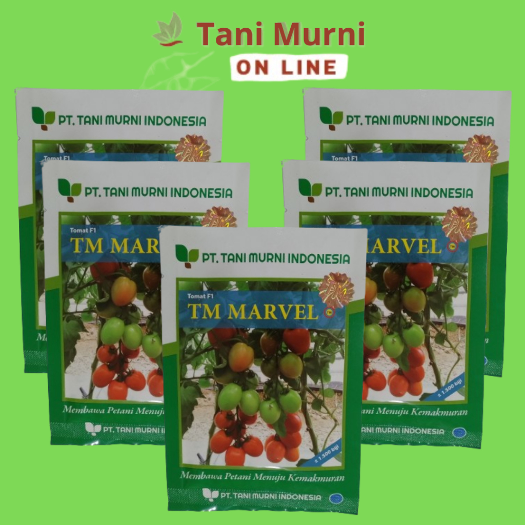 Benih Tomat F1 TM MARVEL Isi 1500 Biji