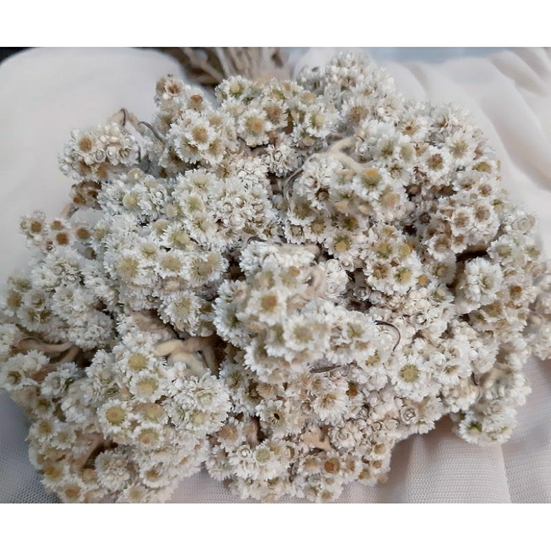 EDELWEIS BUDIDAYA/EDELWEIS/ BUNGA KERING/DRIED FLOWER