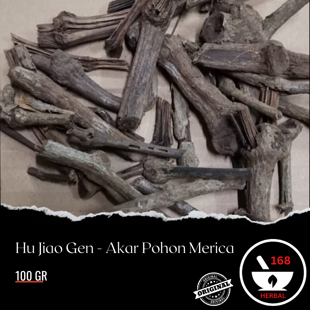 

Hu Jiao Gen Akar Pohon Merica - Untuk Masuk Angin dan Rematik