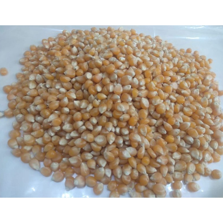 

PRODUK NF7WL Biji Jagung Popcorn 1kg Biji Jagung Popcorn Mentah Premium 1kg WAE