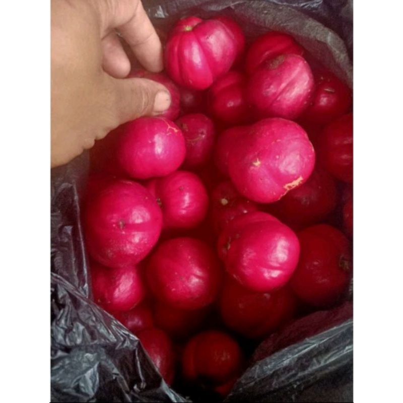 

Buah mahkota dewa/ PHALERIA MACROCARPA 500 gr