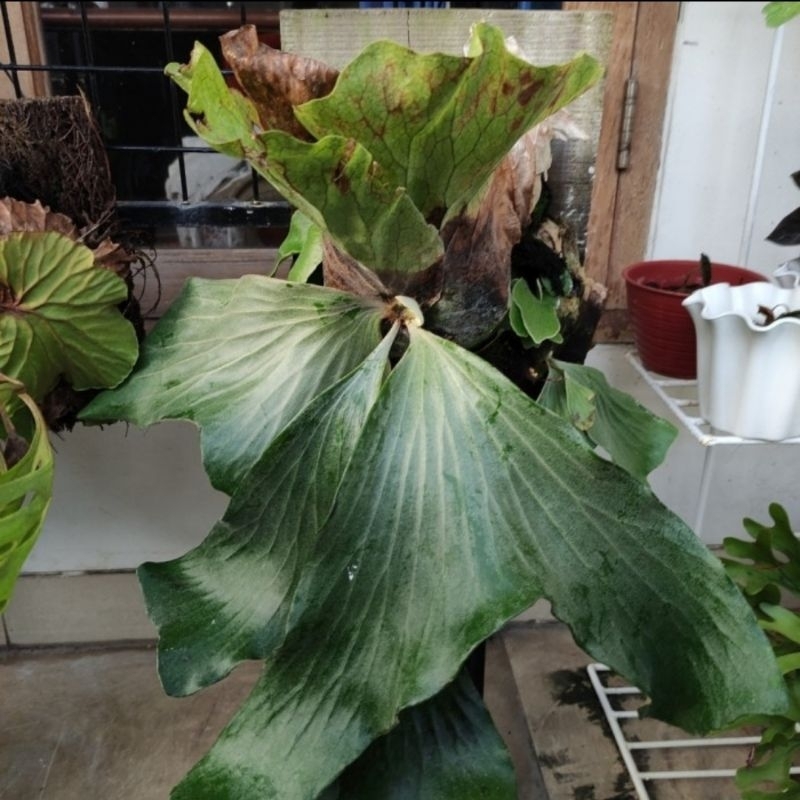 platycerium neptune baby