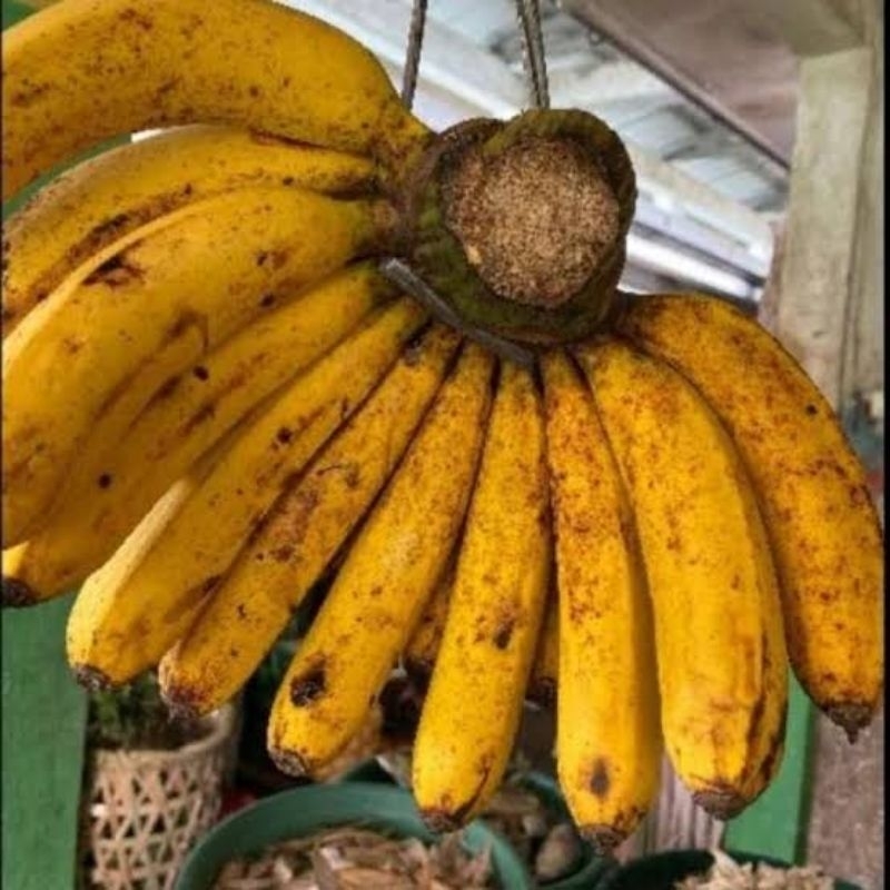 

pisang barangan super gede