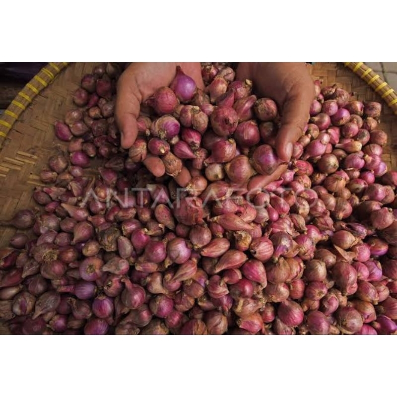 

bawang merah