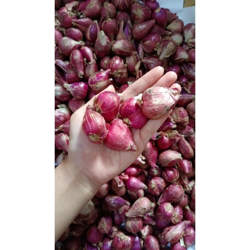 

Bawang Merah Brebes