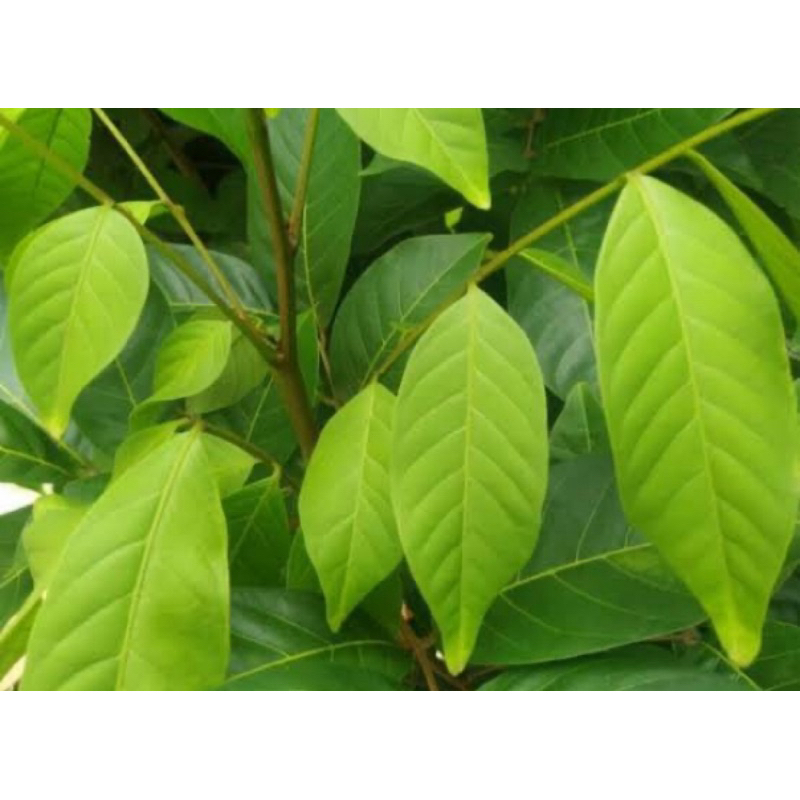 

Daun rambutan segar petik langsung 1 kg-az