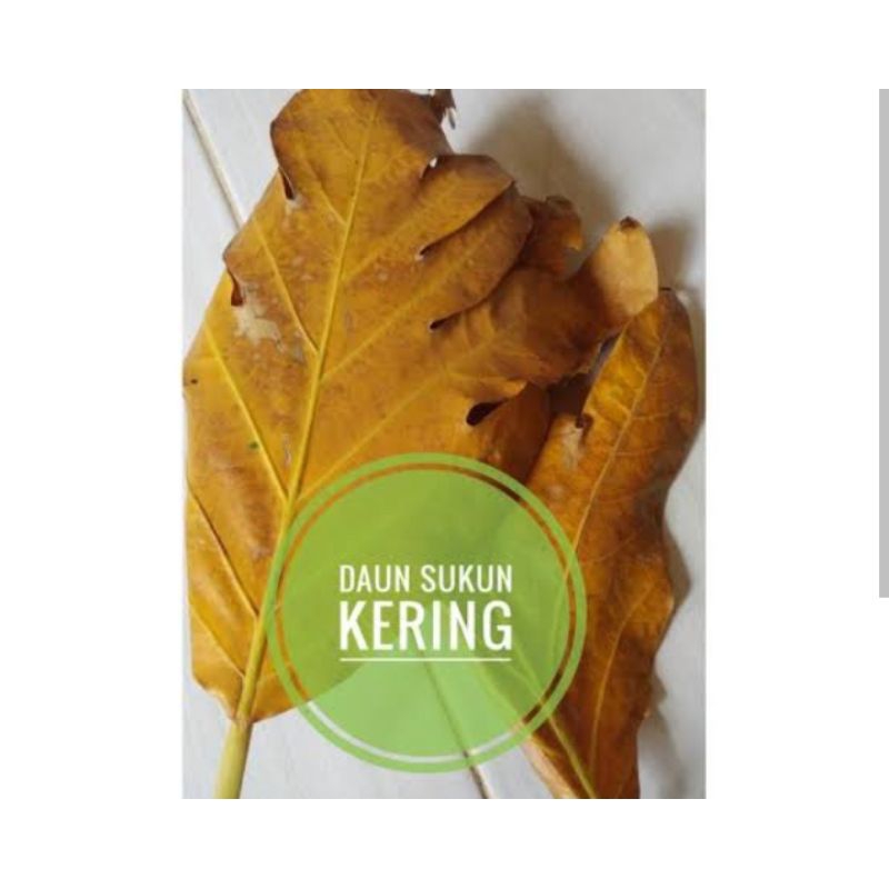 

Jual daun hijau dari tanaman tumbuhan botani SUKUN KERING 1 KG untuk herbal obat KANKER asam urat jantung DLL