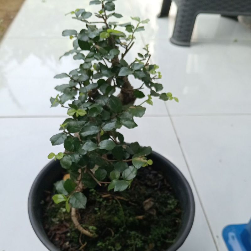 Bonsai Serut mini Bahan Setengah jadi