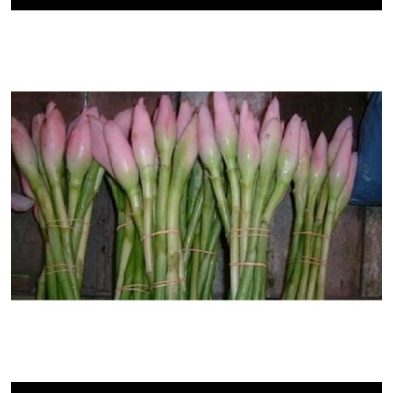 

Ready Bunga Kecombrang Honje Rombeh Combrang Segar Fresh 1kg