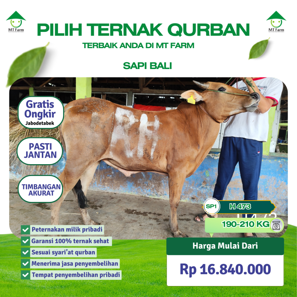 Hewan Qurban Sapi Kurban Hidup Jantan MT Farm