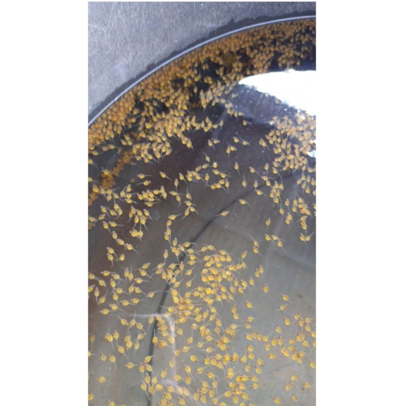 larva telur gurame soang paket 1000 ekor