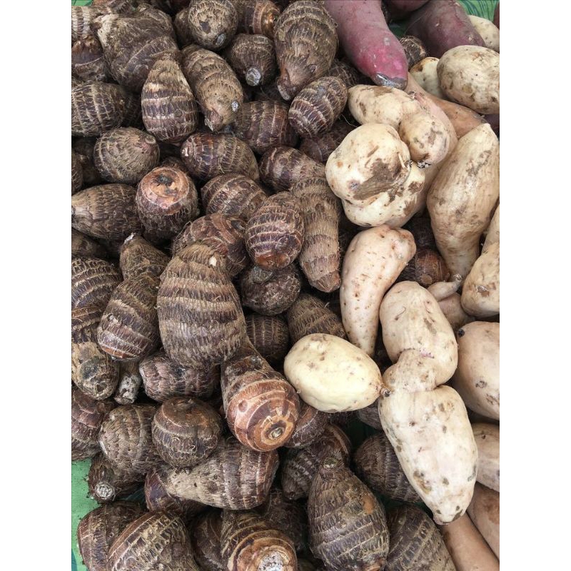 

ubi singkong,ketela,talas kimpul,kacang tanah,labu waloh 1 kg
