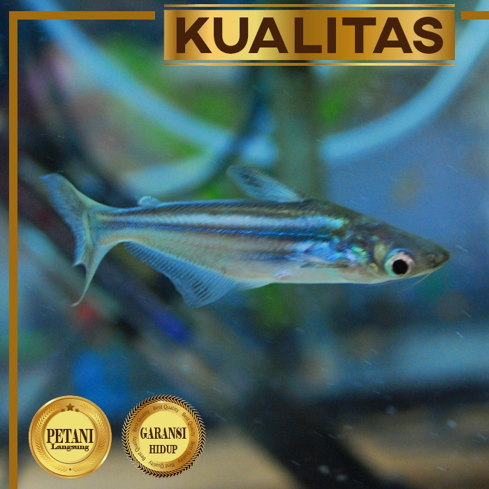 Patin Hitam (isi 2) Ikan Hias Kolam Hiasan Aquarium Tanaman Air Aquascape