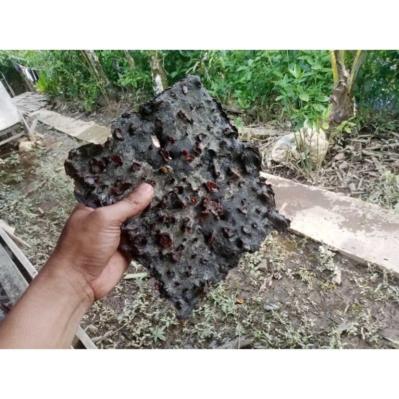 Propolis Mentah Trigona Itama 0,5Kg Murni100% dari Sarang Hutan Kalimantan