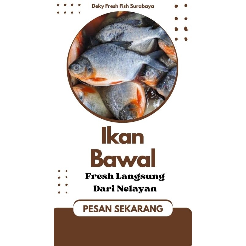 

Ikan Bawal Segar 1 kg