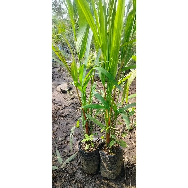 Bibit Palem Merah 1meter